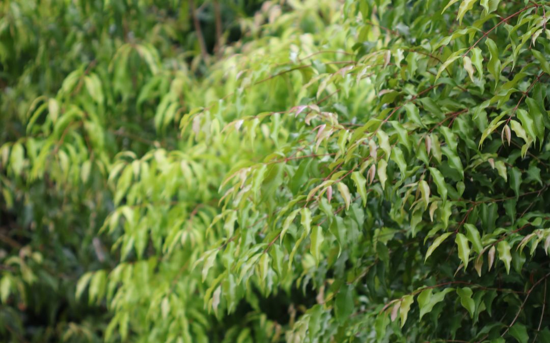 Aniseed Myrtle – Backhousia anisata