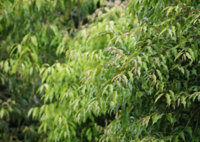 Aniseed Myrtle – Backhousia anisata