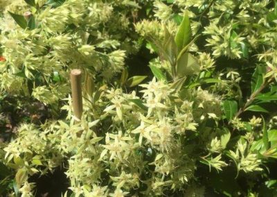 Cinnamon Myrtle – Backhousia myrtifolia