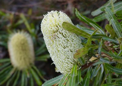 Wallum Banksia – Banksia aemula
