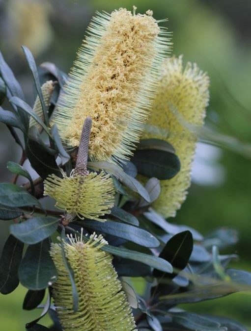 Coastal Banksia – Banksia integrifolia