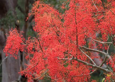 Flame Tree – Brachychiton acerifolius