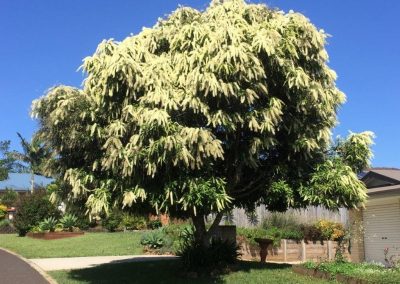 Ivory Curl Tree – Buckinghamia celsissima