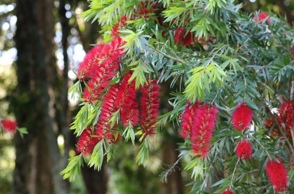 Bottle Brush Captain Cook – Callistemon viminalis ‘Captain Cook’