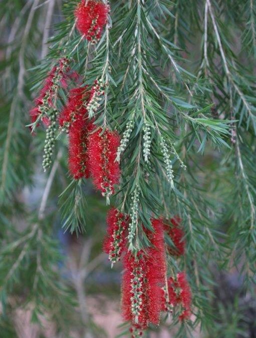 Bottlebrush ‘Hannah Ray’ – Callistemon viminalis ‘Hannah Ray’