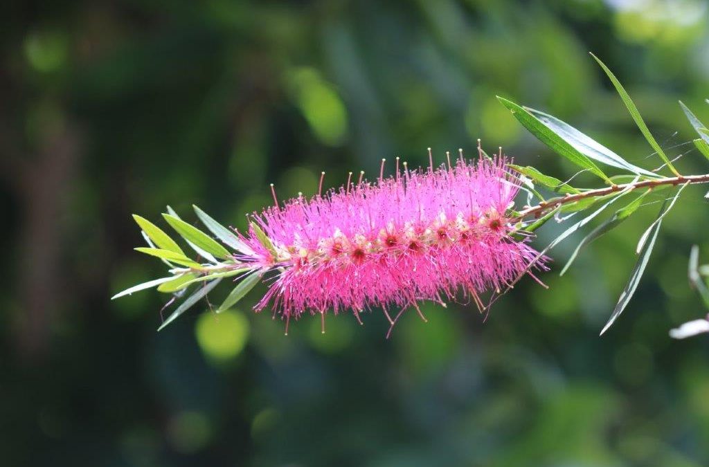 Callistemon Eureka  – Callistemon salignus ‘Eureka’