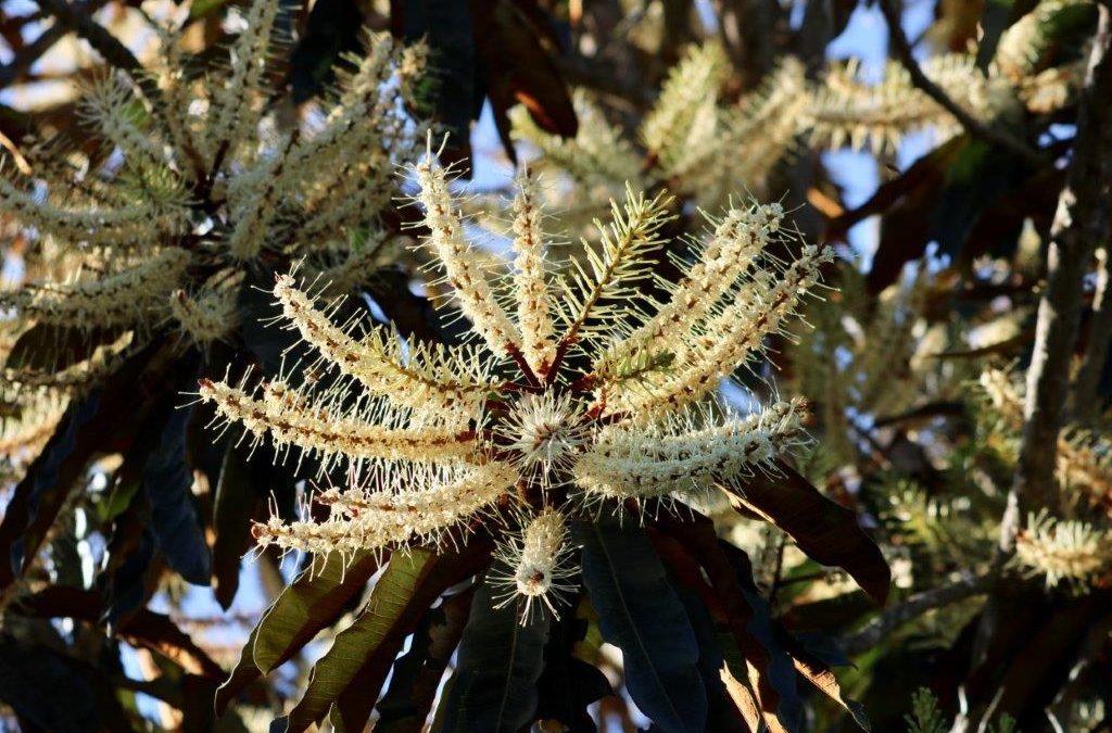 Rusty Oak  – Darlingia ferruginea