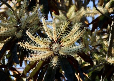 Rusty Oak  – Darlingia ferruginea