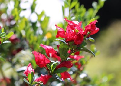 Scarlet Fuchsia   – Graptophyllum excelsum