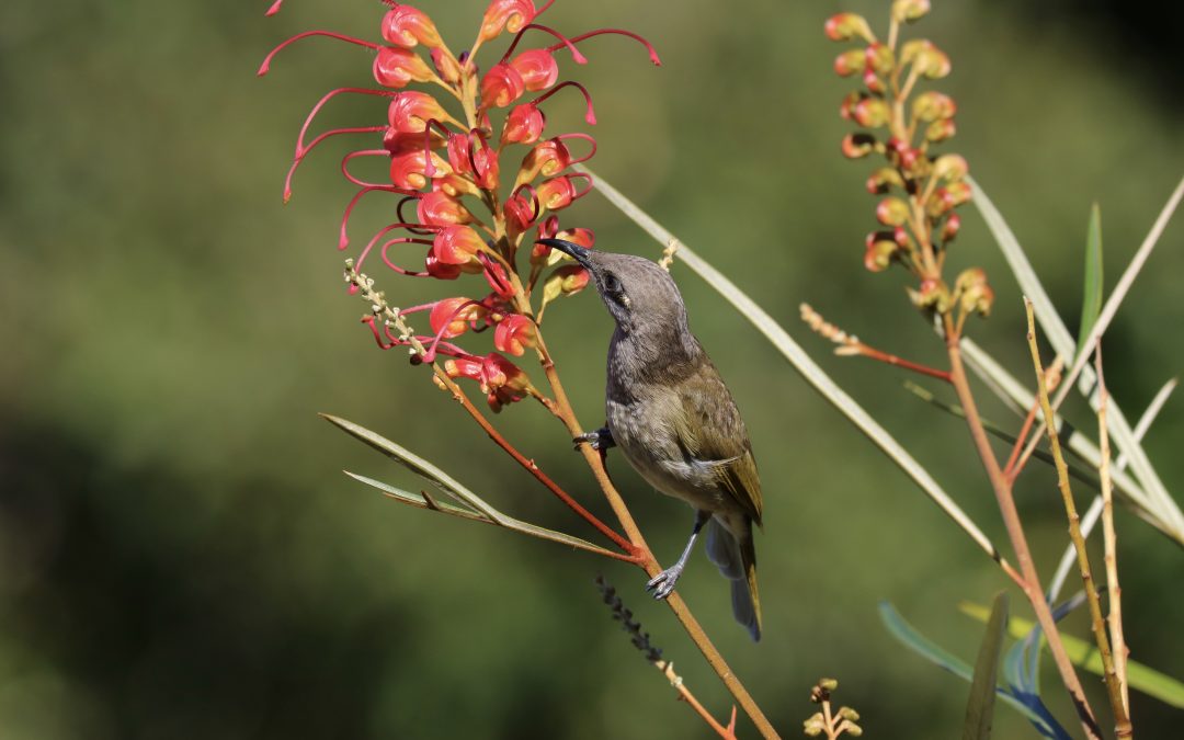 Grevillea Firesprite -Grevillea venusta x longistulla ‘Firesprite’