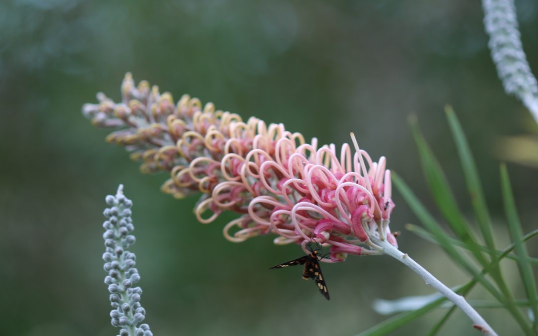 Grevillea Flamingo -Grevillea x ‘Flamingo’