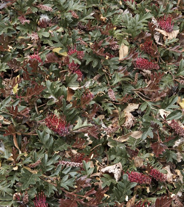 Grevillea Gaudi Chaudii -Grevillea acanthifolia x laurifolia ‘Gaudi Chaudii’