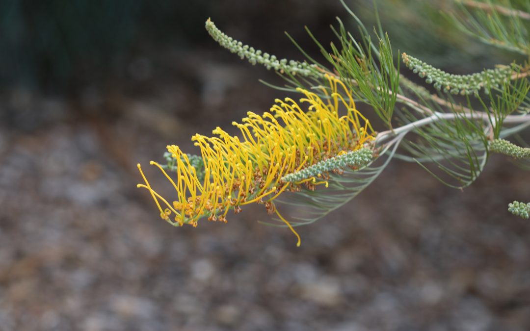 Grevillea Golden Lyre -Grevillea x ‘Golden Lyre’