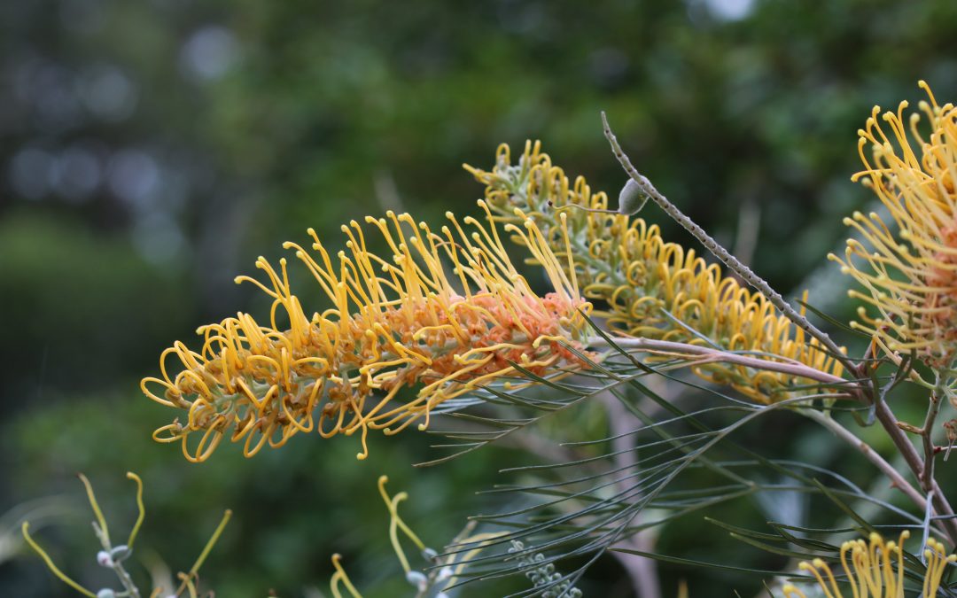 Grevillea Honey Gem -Grevillea x ‘Honey Gem’