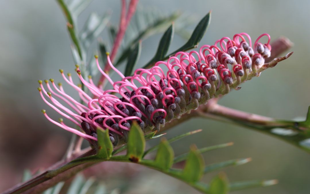 Grevillea Ivanhoe -Grevillea longifolia x caleyi ‘Ivanhoe’