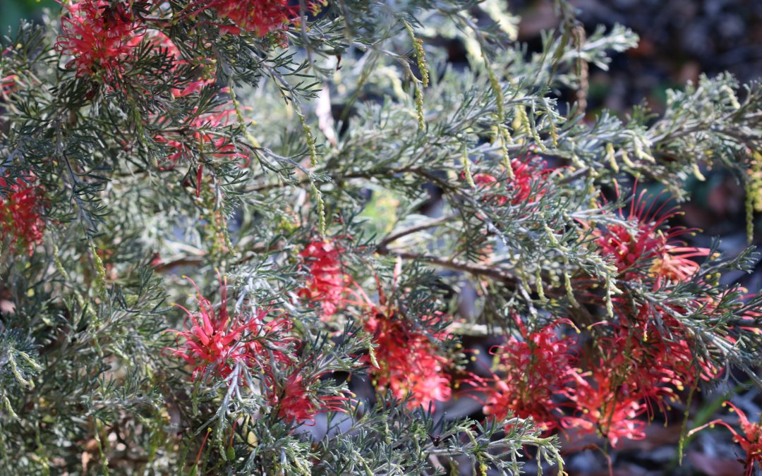 Grevillea Magic Lantern -Grevillea x ‘Magic Lantern’