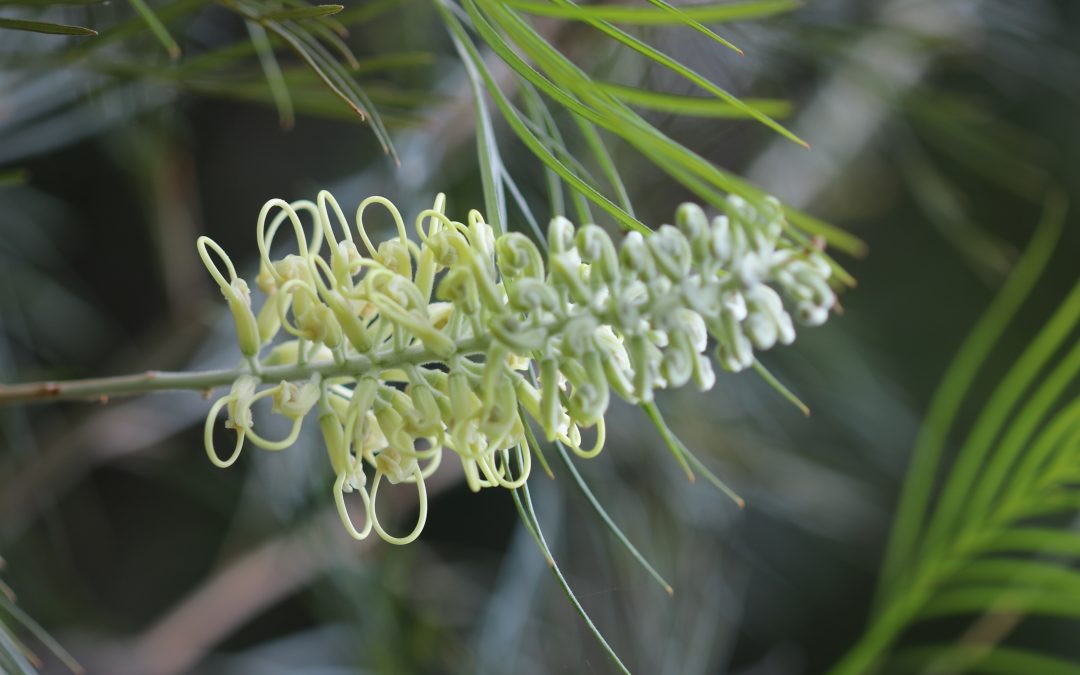 Grevillea Moonlight – Grevillea whiteana x banksii ‘Moonlight’