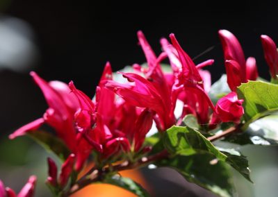 Holly Fuchsia   – Graptophyllum ilicifolium
