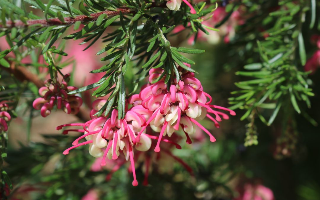 Grevillea Olympic Flame – Grevillea alpina ‘Olympic Flame’