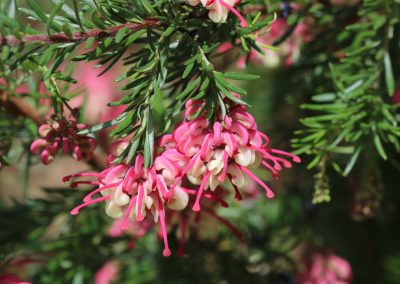 Grevillea Olympic Flame – Grevillea alpina ‘Olympic Flame’