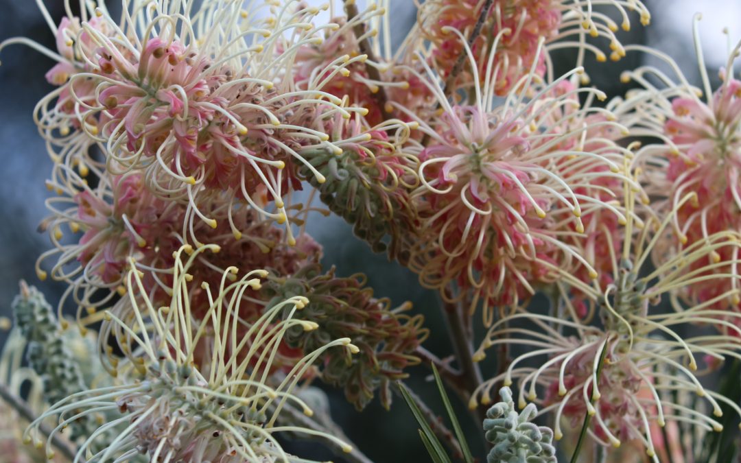 Grevillea Pink Surprise – Grevillea whiteana x banksii ‘Pink Surprise’