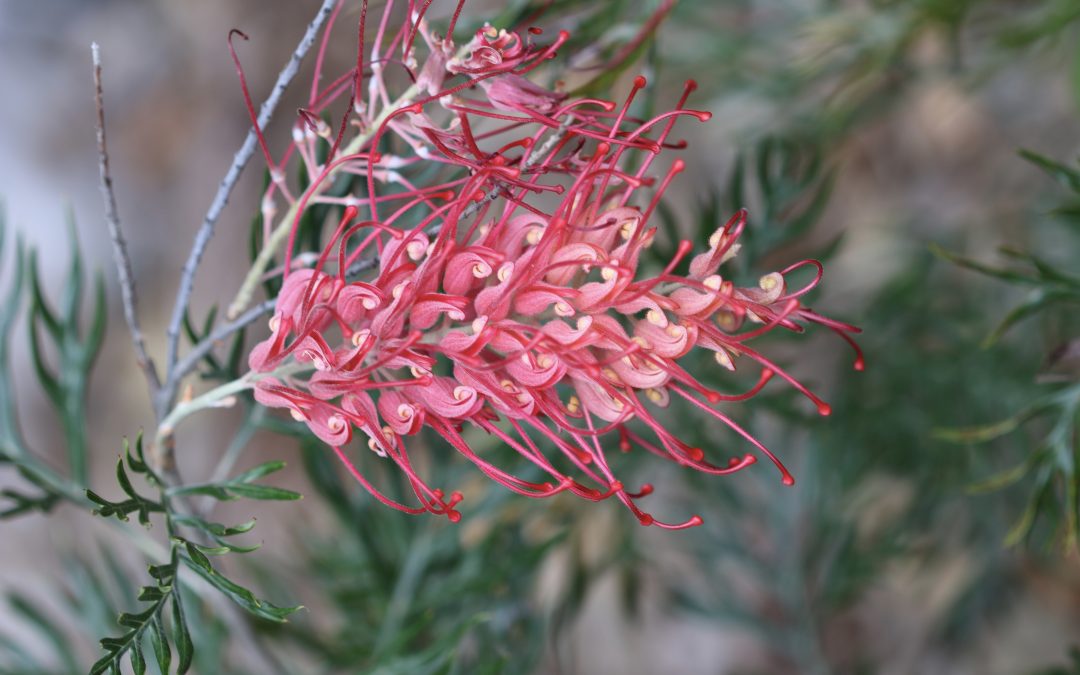 Grevillea Robyn Gordon – Grevillea bipinnatifida x banksii ‘Robyn Gordon’