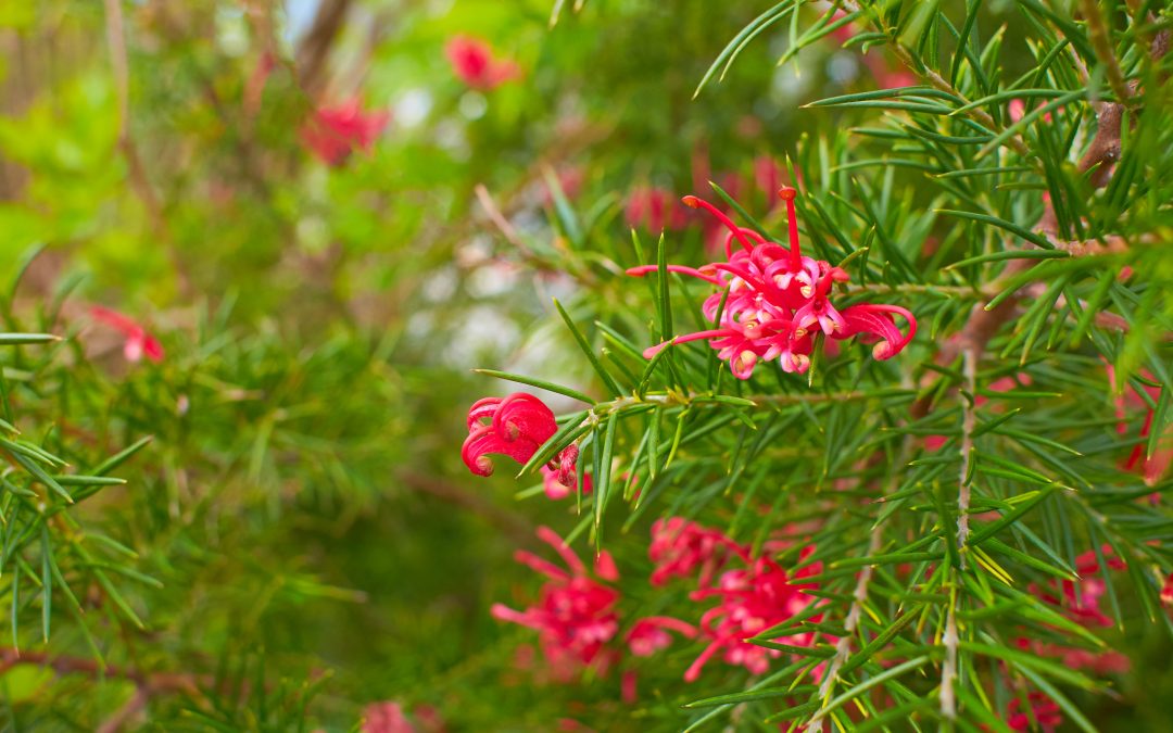 Grevillea Scarlet Sprite – Grevillea x rosmarinifolia ‘Scarlet Sprite’