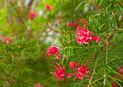 Grevillea Scarlet Sprite – Grevillea x rosmarinifolia ‘Scarlet Sprite’