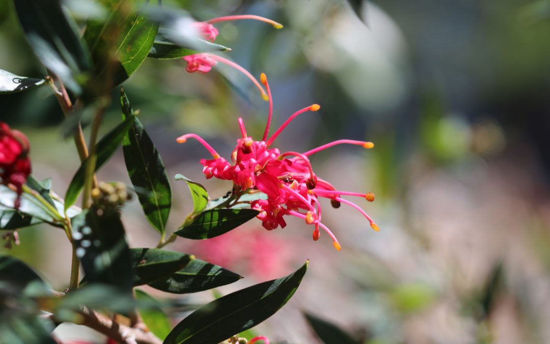 Grevillea Splendour – Grevillea oleoides x shiressii ‘Splendour’