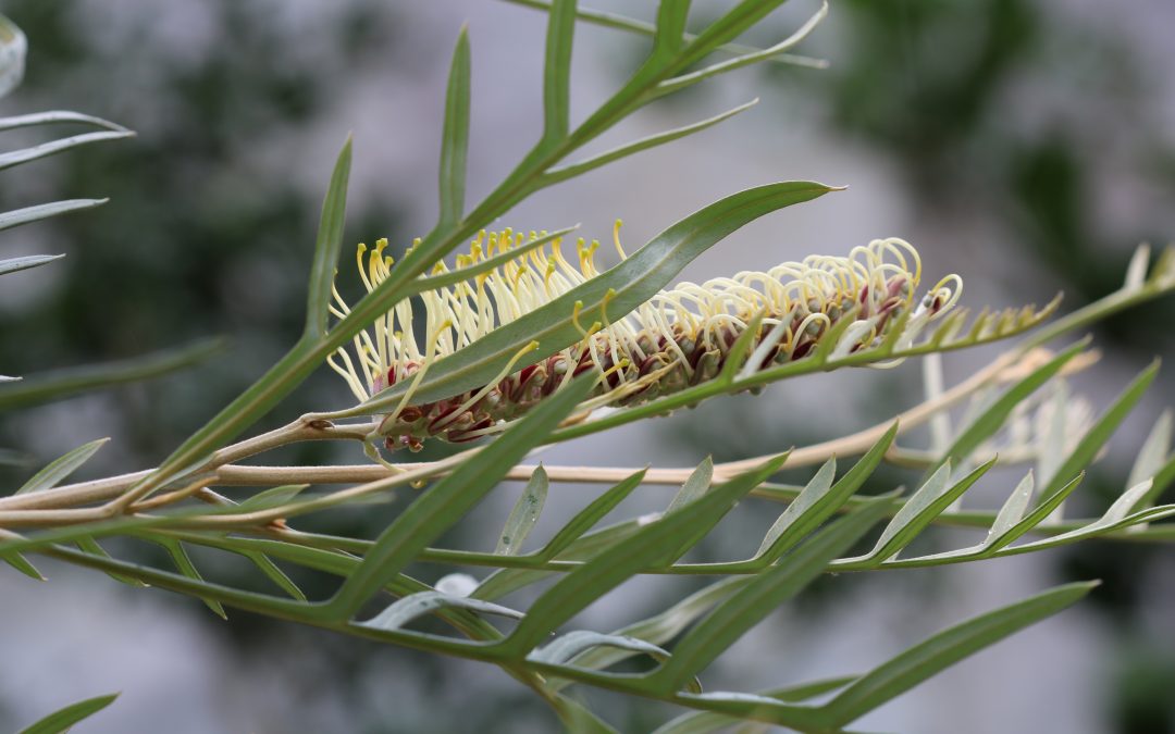 Grevillea Strawberry Blond – Grevillea x ‘Strawberry Blond’