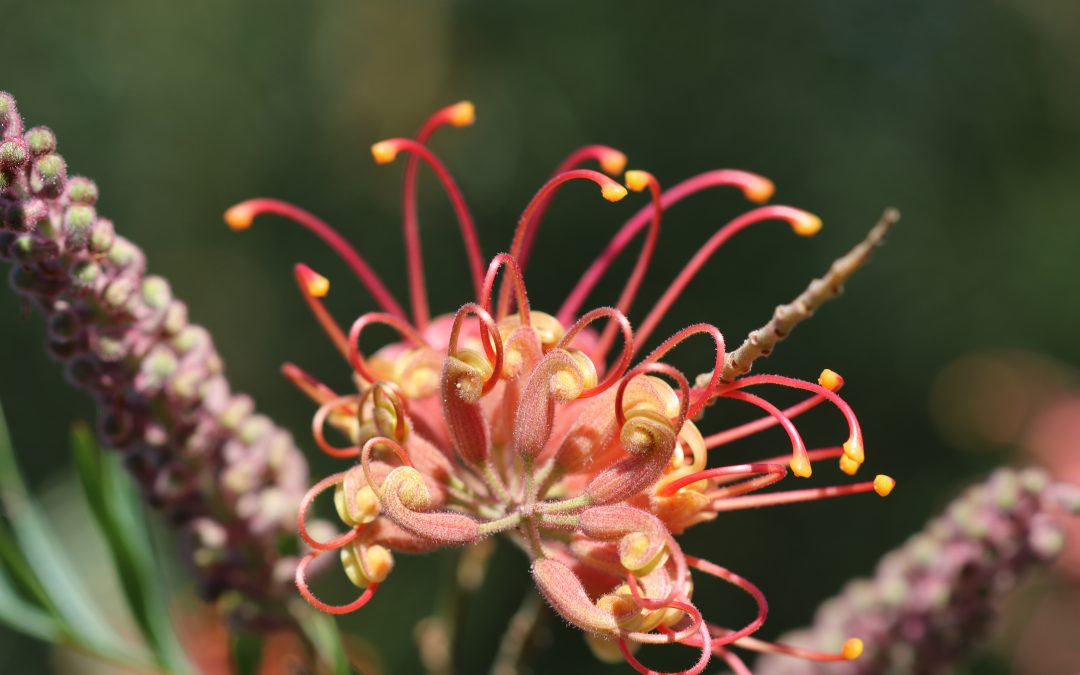 Grevillea Superb – Grevillea bipinnatifida x banksii ‘Superb’