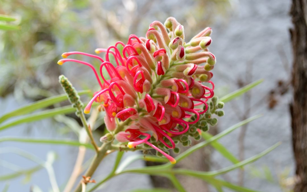 Red Sily Oak – Grevillea banksii ‘Ruby Red’