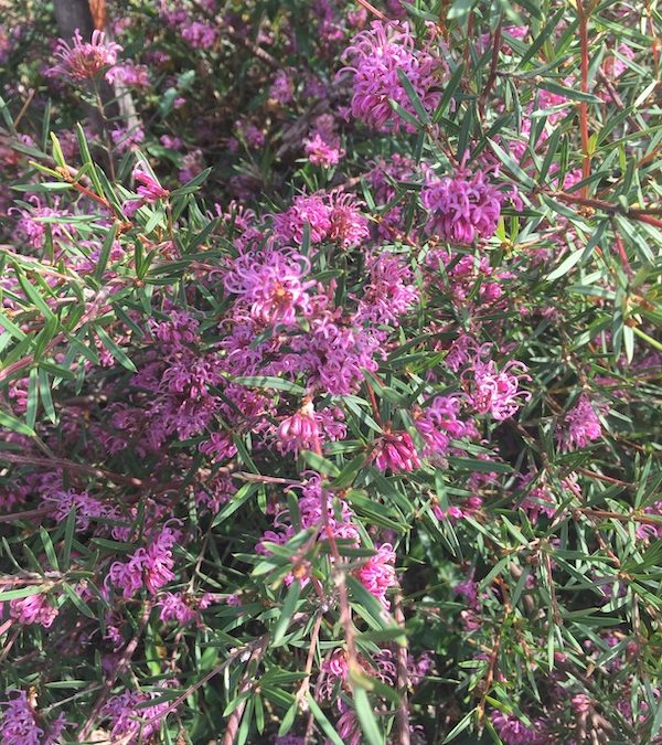 Grevillea Amethyst    – Grevillea sericea x confertifolia ‘Amethyst’