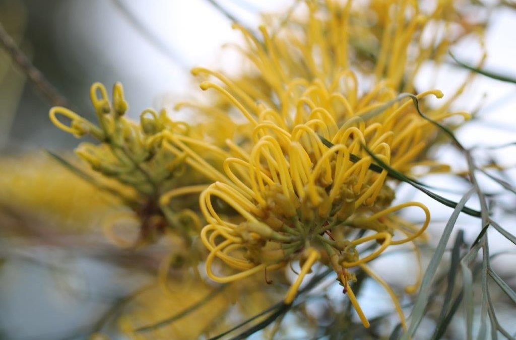 Grevillea Yamba Sunshine – Grevillea x ‘Yamba Sunshine’