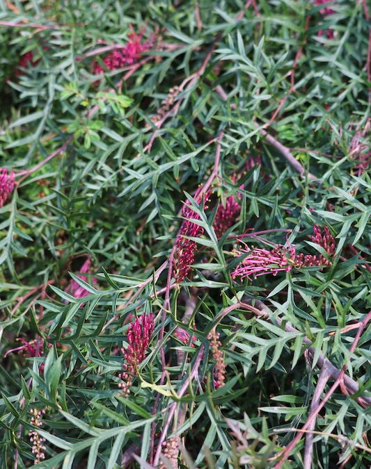 Grevillea Bronze Rambler    – Grevillea x hybrida ‘Bronze Rambler’