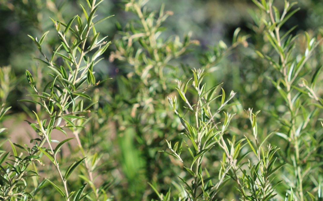 Grevillea Canterbury Gold – Grevillea victoriae x juniperina ‘Canterbury Gold’