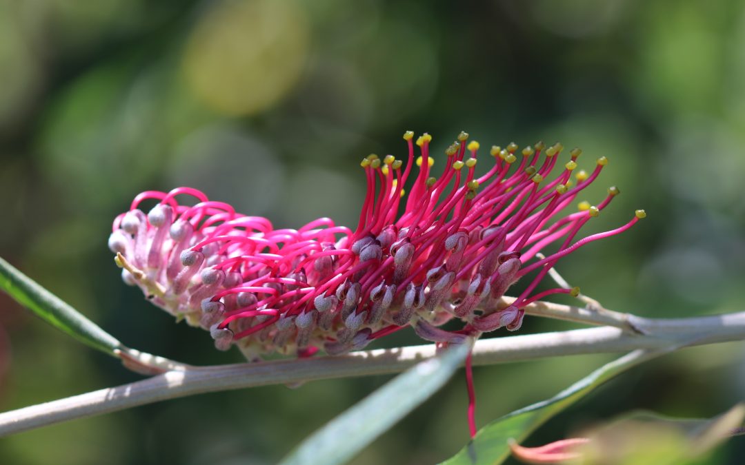 Grevillea Coastal Glow -Grevillea Coastal Glow