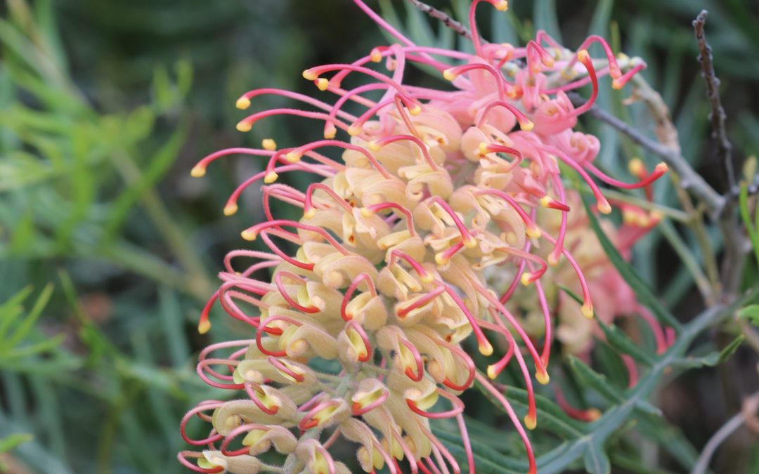 Grevillea Coconut Ice -Grevillea bipinnatifida x banksii ‘Coconut Ice’