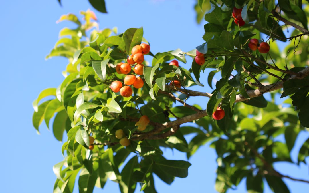 Tulipwood – Harpullia pendula