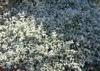 Liquorice Plant – Helichrysum petiolare