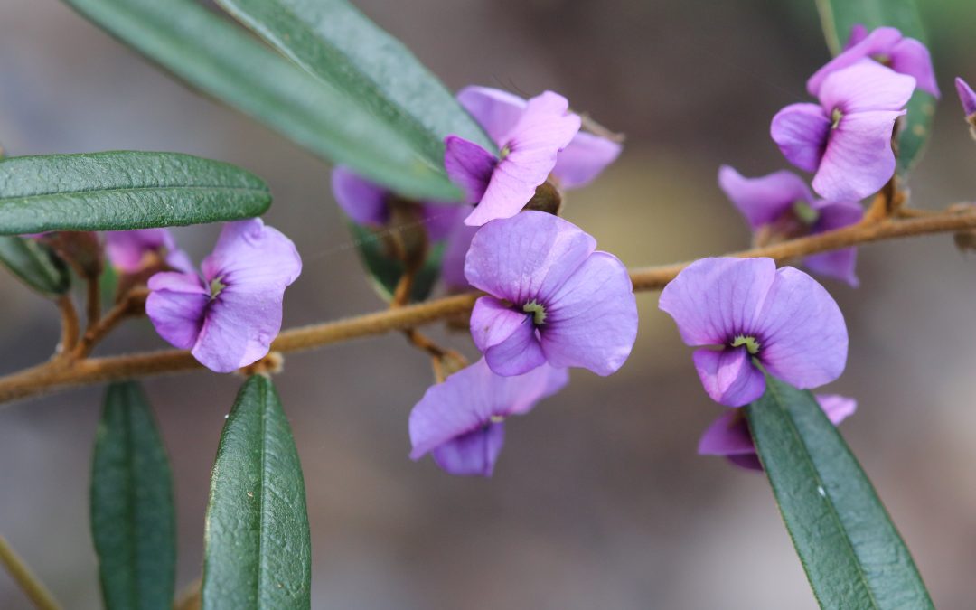 Purple Pea Bush – Hovea acutifolia