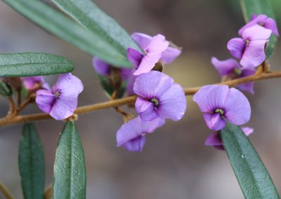 Purple Pea Bush – Hovea acutifolia