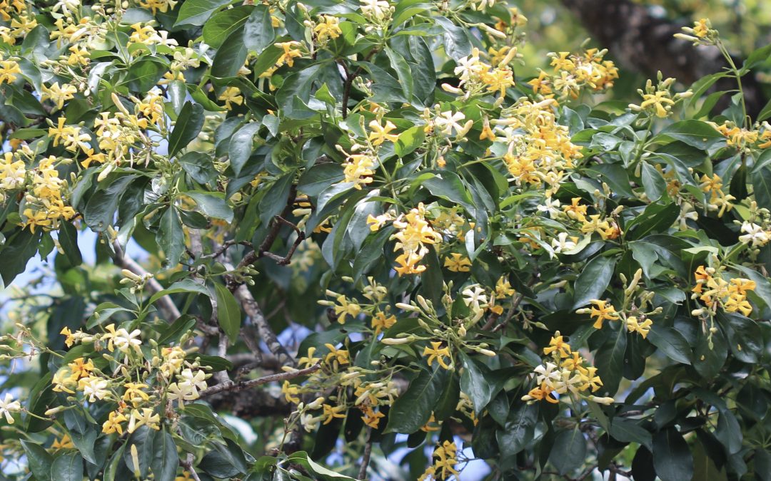 Native Frangipani  – Hymenosporum flavum