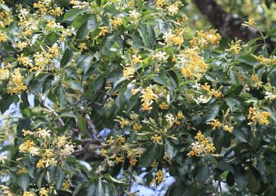 Native Frangipani  – Hymenosporum flavum