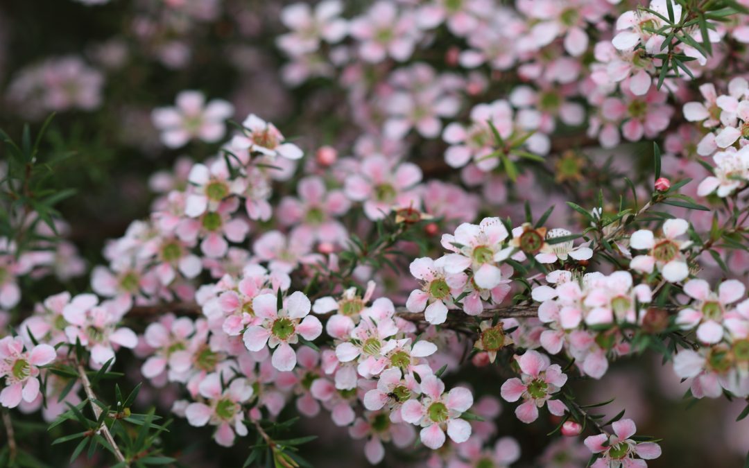 Leptospermum ‘Cardwell Pink” – Leptospermum ‘Cardwell Pink’