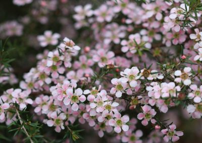 Leptospermum ‘Cardwell Pink” – Leptospermum ‘Cardwell Pink’