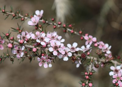 Leptospermum ‘Pink Cascade’ – Leptospermum ‘Pink Cascade’