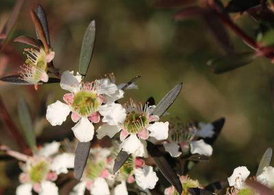Burgundy Tea Tree – Leptospermum morrisonii Burgundy