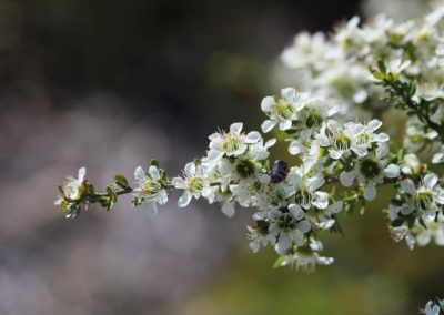 Tantoon, Jelly Bush  – Leptospermum polygalifolium