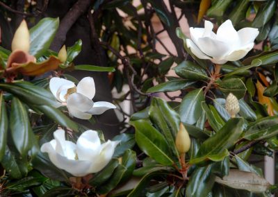 Magnolia Little Gem – Magnolia grandiflora ‘Little Gem”